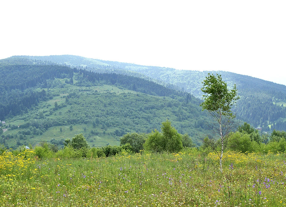 ліси